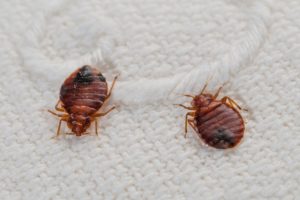 bed bugs bed bug identification and elimination St. Charles pest control