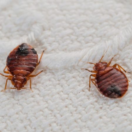 Can Bed Bugs Fly: Amco Ranger Termite & Pest Solutions | Amco Ranger