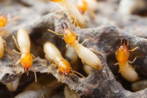 termite damage St. Charles Pest Control