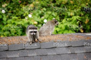 raccoon and pests on roof St. Charles pest control