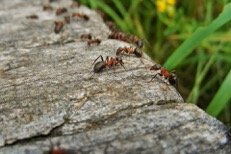 ants and ant infestation St. Charles pest control