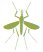 mosquito and fly St. Charles pest control and solutions