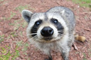 raccoon St. Charles pest control