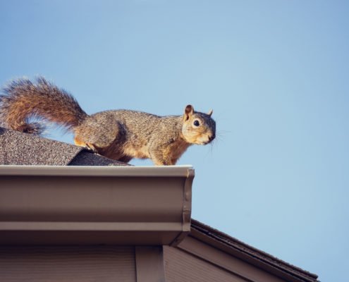 squirrel on roof St. Charles pest control