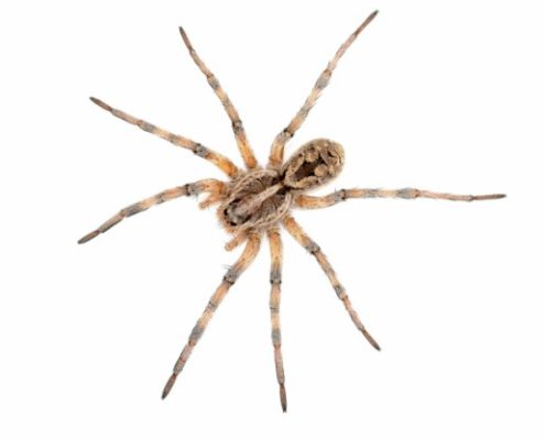 brown recluse spider St. Charles pest control