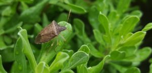 stink bugs prevention and elimination St. Charles pest control