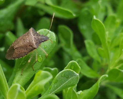 stink bugs prevention and elimination St. Charles pest control