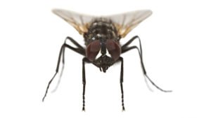 fly elimination and control solutions St. Charles pest control