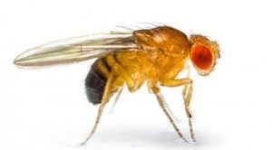 fruit fly prevention control elimination St. Charles pest control