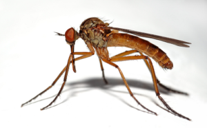 mosquito control and solutions St. Charles pest control