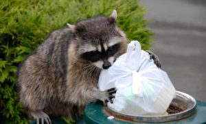 raccoon at the trash bin St. Charles pest control