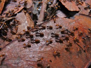 termites termite control and prevention and elimination St. Charles pest control