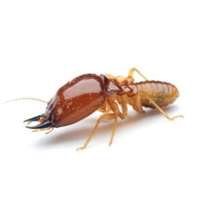 termites-St. Charles pest control