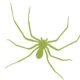 brown recluse spider St. Charles pest control