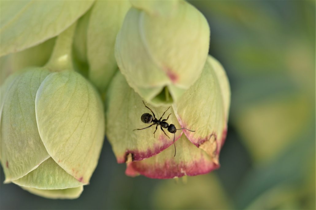 Black ant crawling on green and red flower