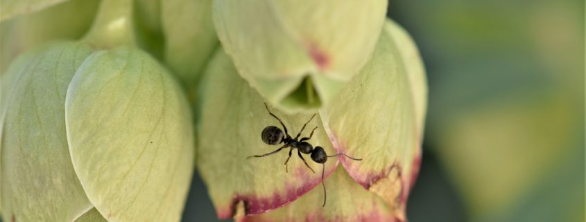 Black ant crawling on green and red flower