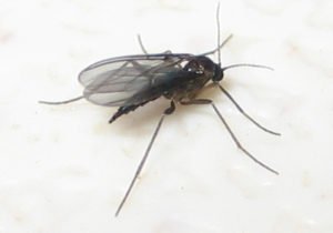 Identifying Black female Fungus gnats and eliminating gnats flies with pest control services.