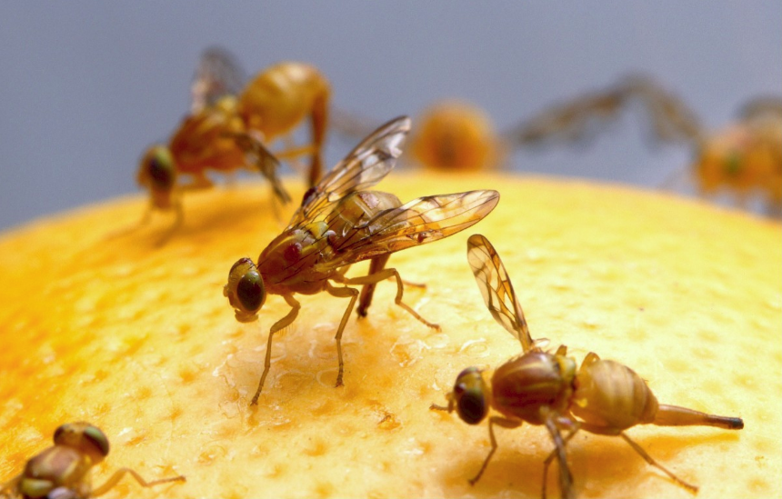 Identifying Eliminating Fungus Gnats Fruit Flies Drain