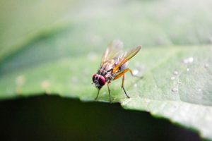 Fruit flies and how to identify and eliminate fruit flies. St. Charles pest control