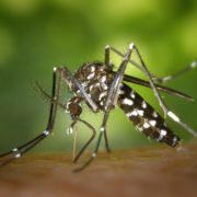 guard against mosquitoes this tiger mosquito season with our pest control services.