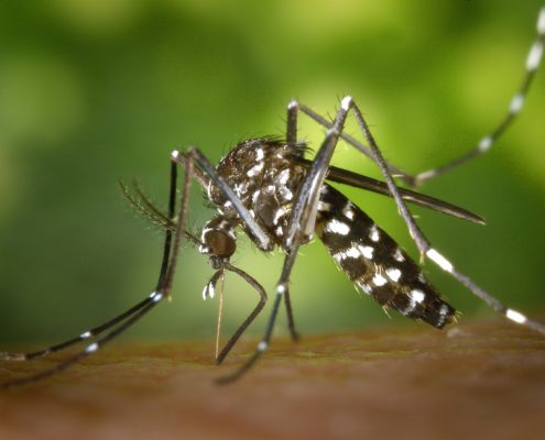 guard against mosquitoes this tiger mosquito season with our pest control services.