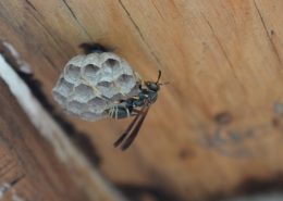 Control Summer pests like wasp near wood