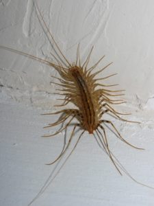 centipede crawling on white wall St. Charles pest control