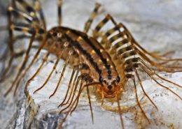 centipede closeup St. Charles pest control