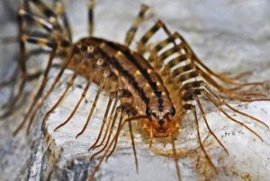 centipede closeup St. Charles pest control