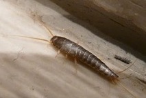 silverfish and how to get rid of them St. Charles pest control