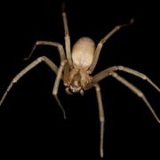 brown recluse spider on black background prevention and identification St. Charles pest control
