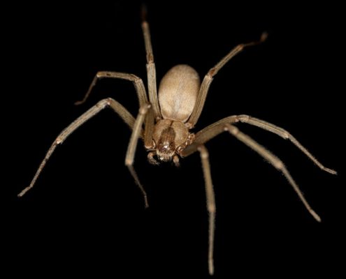 brown recluse spider on black background prevention and identification St. Charles pest control