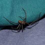 brown recluse spider crawling amongst sheets, fact or fiction.