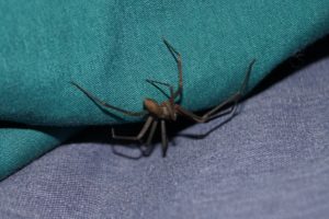 brown recluse spider crawling amongst sheets, fact or fiction.