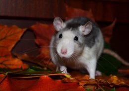 white rat on red leaves during fall