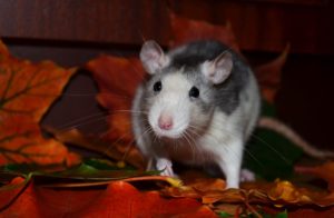 white rat on red leaves during fall
