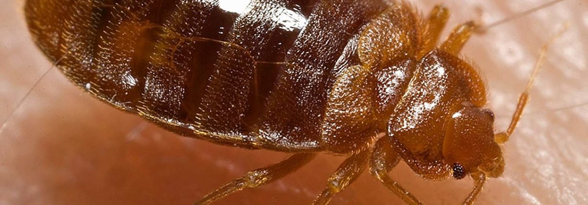 bed bug up close image on skin