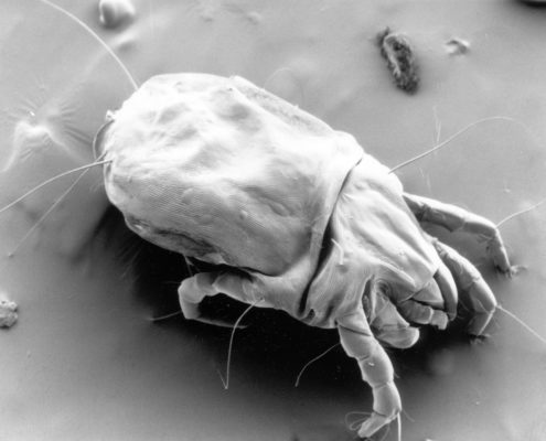 Female Dust Mite in Black and White photography
