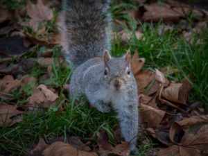 Squirrel crawling amongst dry fall leaves and grass.