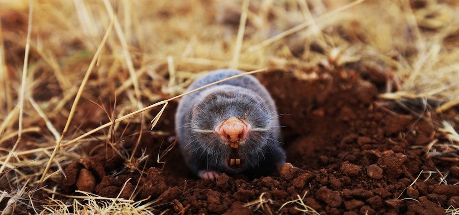 Mole ready to attack from the ground
