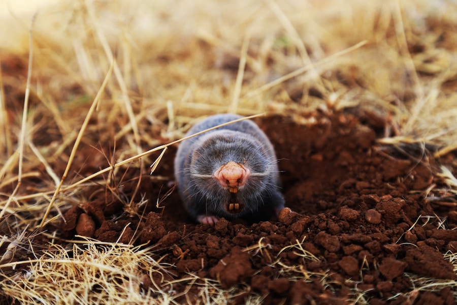 How To Control Moles In Your Yard Amco Ranger Termite Pest 