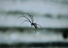Black spider on a web in winter