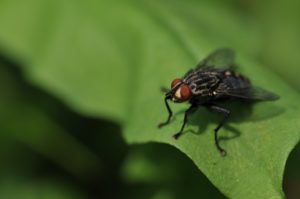 House fly in spring buzzing on a leaf