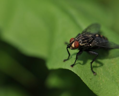 House fly in spring buzzing on a leaf