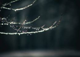 Spring rain dripping off branches of a tree.