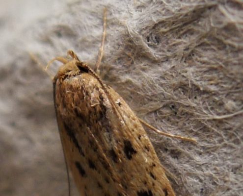 brown house moth