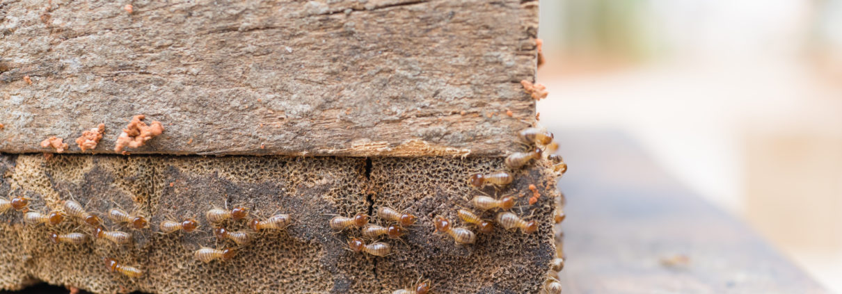termites eating away foundation
