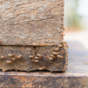termites eating away foundation
