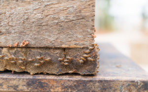 termites eating away foundation
