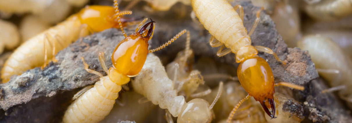 termites attacking home